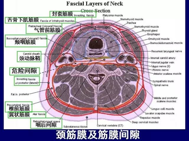 影像PPT - 【PPT】颈部和喉的断层解剖-4