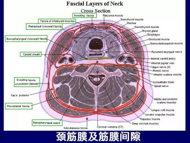 影像PPT - 【PPT】颈部和喉的断层解剖-7