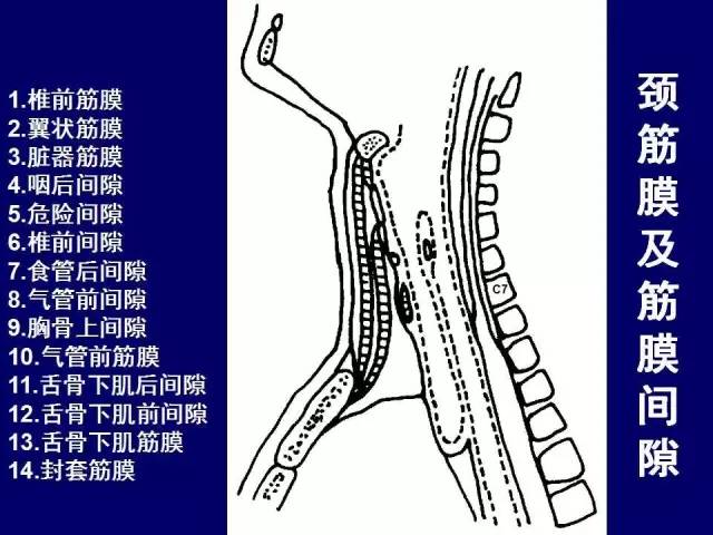 影像PPT - 【PPT】颈部和喉的断层解剖-6