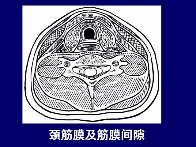 影像PPT - 【PPT】颈部和喉的断层解剖-10