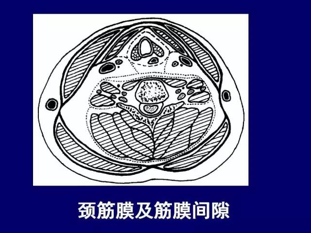 影像PPT - 【PPT】颈部和喉的断层解剖-11