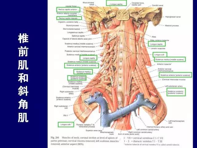 影像PPT - 【PPT】颈部和喉的断层解剖-17