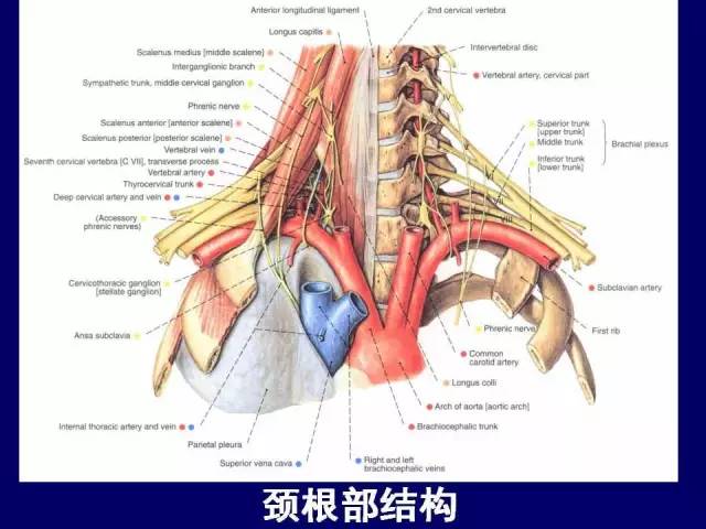 影像PPT - 【PPT】颈部和喉的断层解剖-18