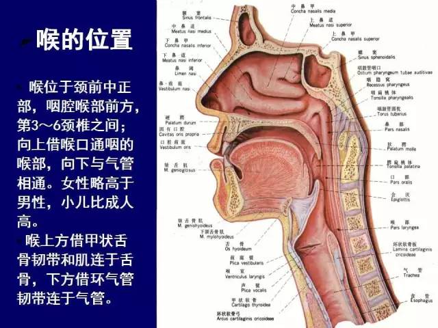 影像PPT - 【PPT】颈部和喉的断层解剖-29