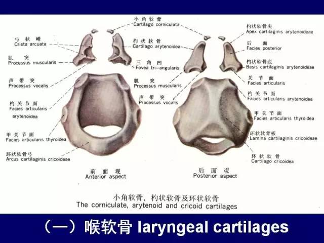 影像PPT - 【PPT】颈部和喉的断层解剖-31