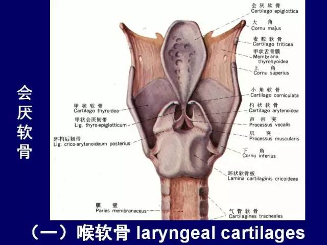 影像PPT - 【PPT】颈部和喉的断层解剖-32