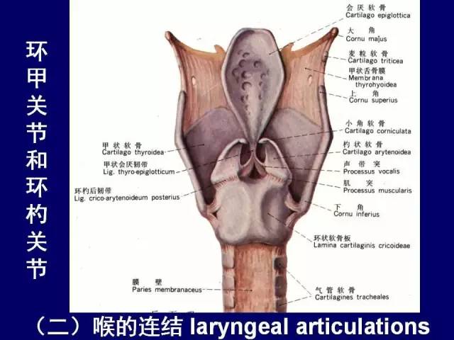 影像PPT - 【PPT】颈部和喉的断层解剖-33
