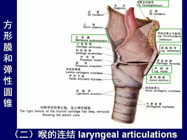 影像PPT - 【PPT】颈部和喉的断层解剖-34