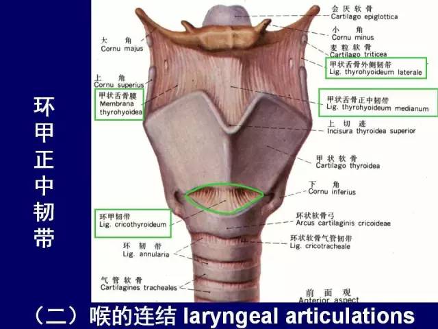 影像PPT - 【PPT】颈部和喉的断层解剖-36