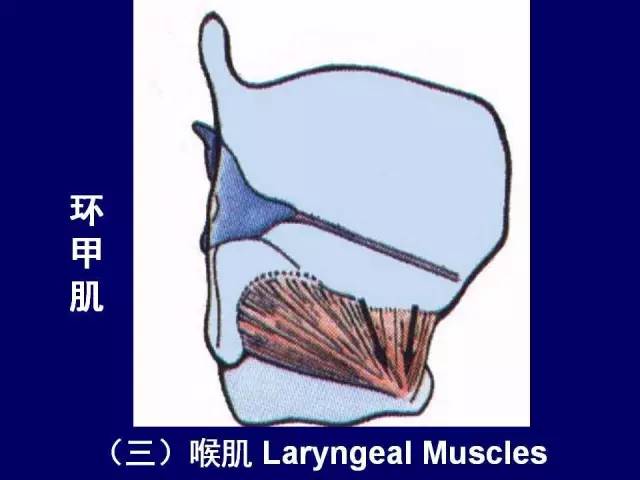 影像PPT - 【PPT】颈部和喉的断层解剖-37