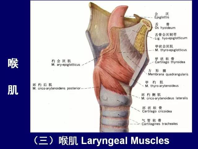 影像PPT - 【PPT】颈部和喉的断层解剖-39