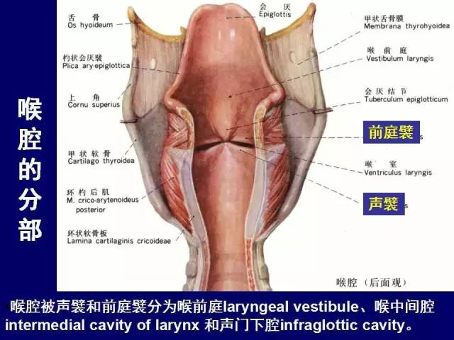 影像PPT - 【PPT】颈部和喉的断层解剖-41