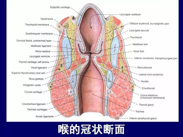 影像PPT - 【PPT】颈部和喉的断层解剖-44
