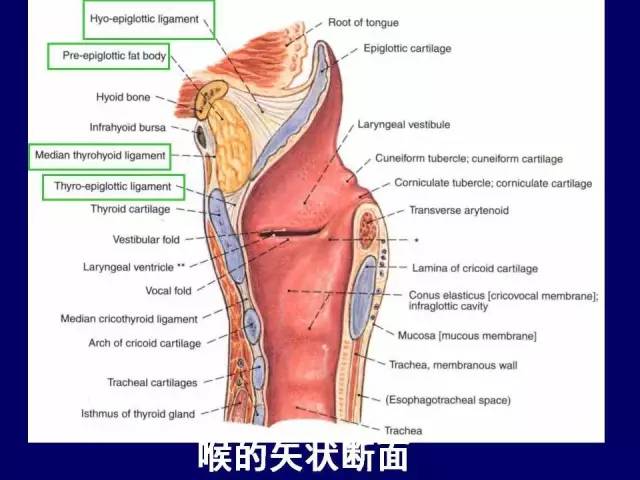 影像PPT - 【PPT】颈部和喉的断层解剖-45