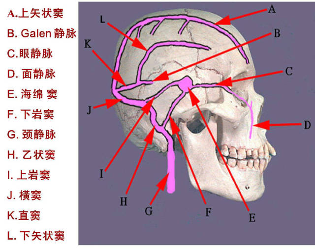影像PPT - 正常颅内静脉及静脉引流分布高清图谱-9 影像PPT - 正常颅内静脉及静脉引流分布高清图谱-9