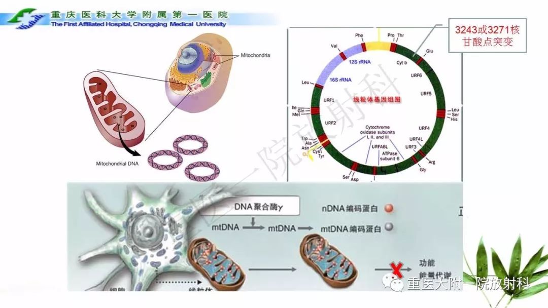 影像PPT - 【PPT】MELAS型线粒体脑肌病影像诊断及鉴别诊断-5
