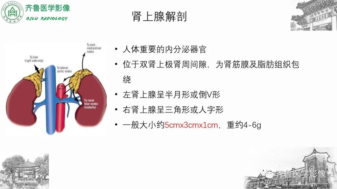 影像PPT - 【病例】肾上腺皮质腺癌2例CT及MR影像-19