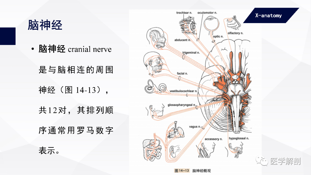 影像PPT - 【PPT】颅神经解剖-1