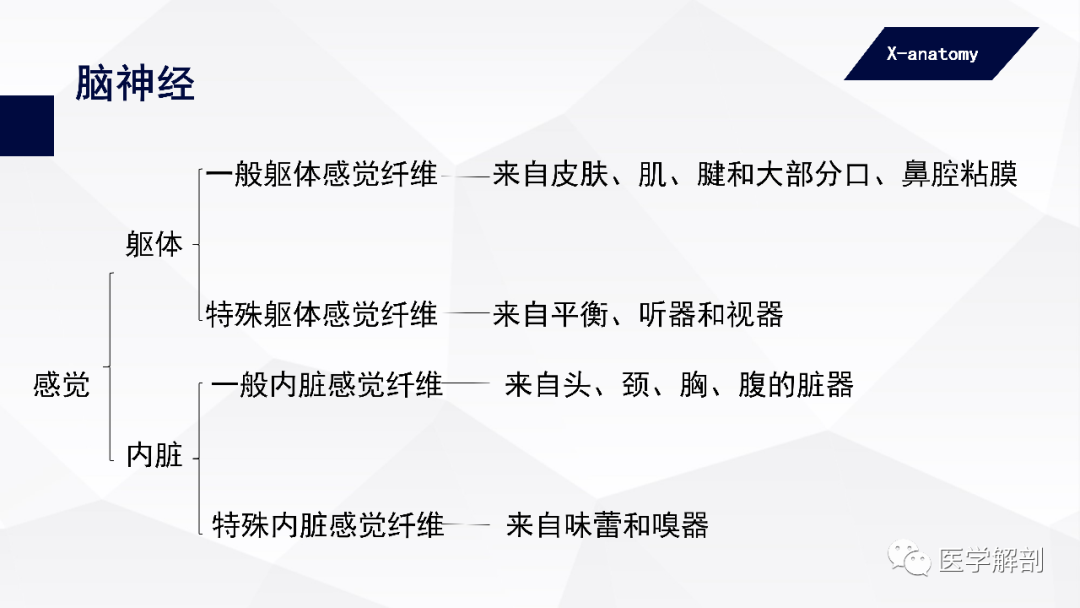 影像PPT - 【PPT】颅神经解剖-6