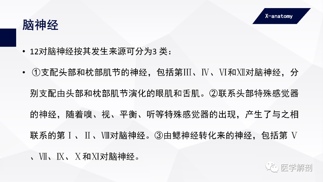 影像PPT - 【PPT】颅神经解剖-4