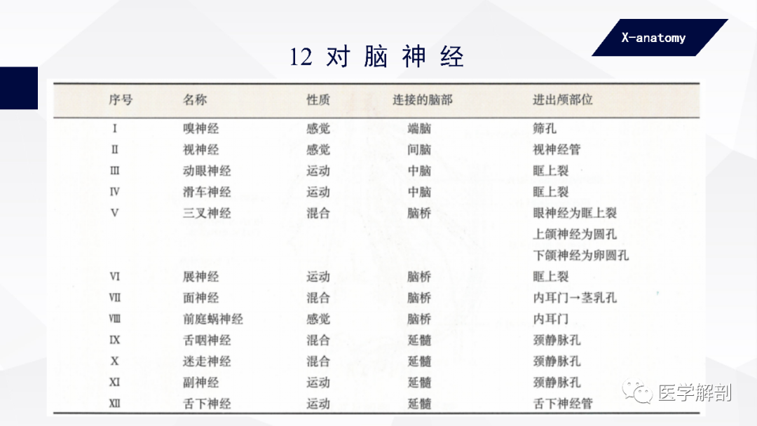 影像PPT - 【PPT】颅神经解剖-3