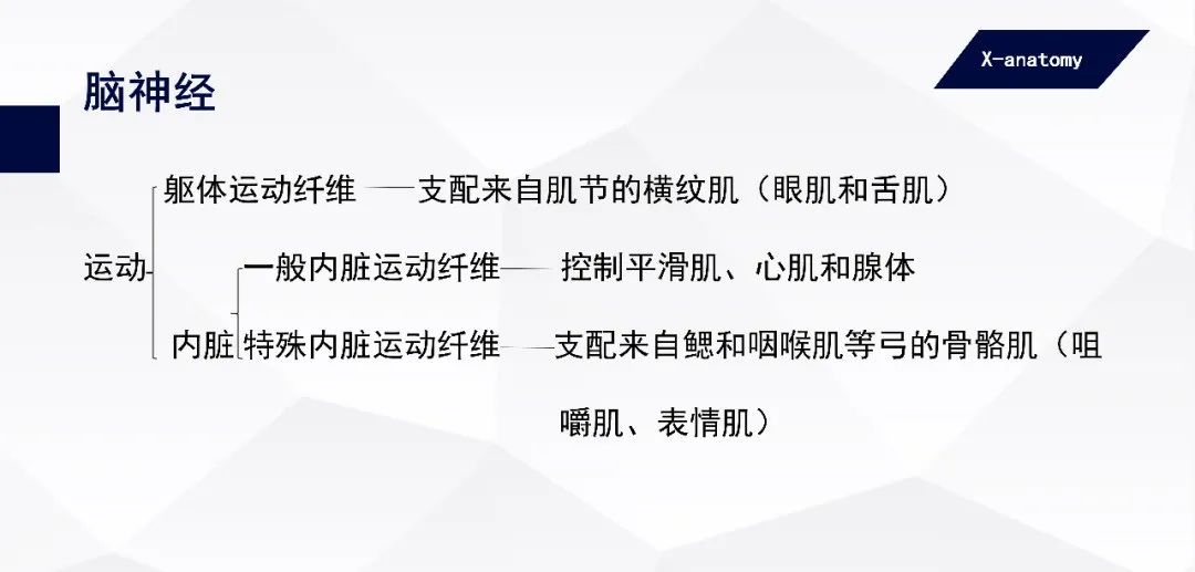 影像PPT - 【PPT】颅神经解剖-7