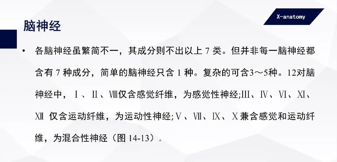 影像PPT - 【PPT】颅神经解剖-8