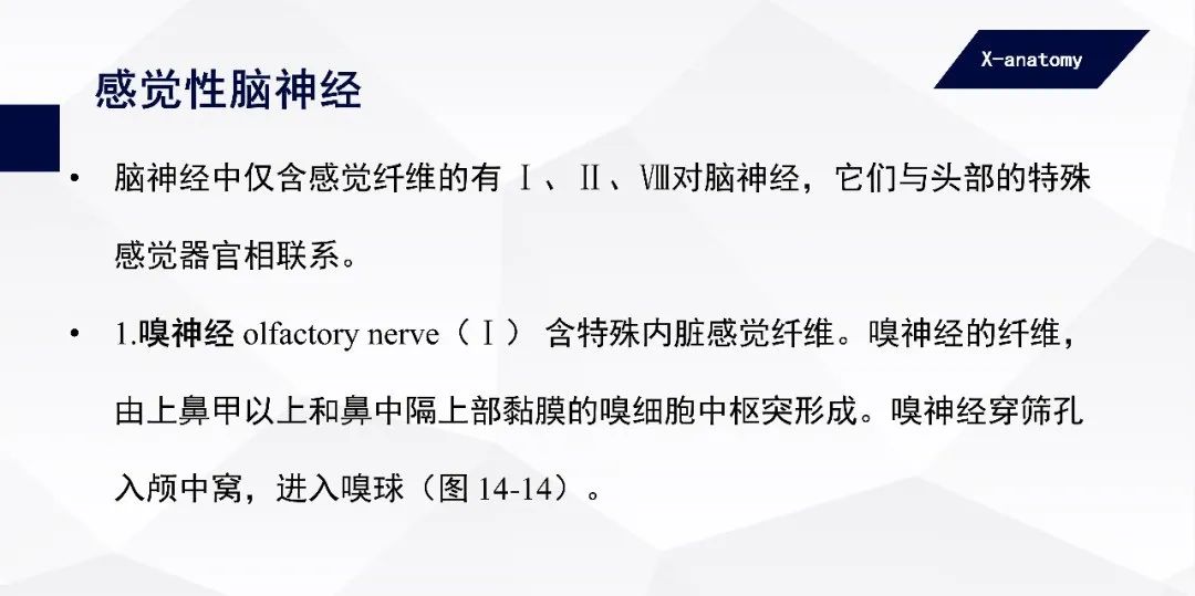 影像PPT - 【PPT】颅神经解剖-9