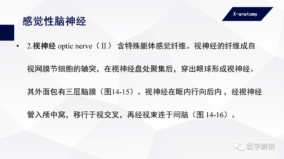 影像PPT - 【PPT】颅神经解剖-11