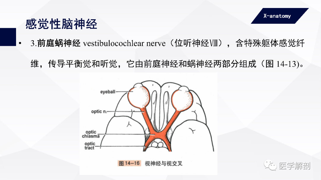 影像PPT - 【PPT】颅神经解剖-14