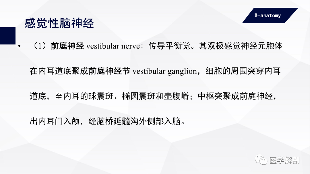 影像PPT - 【PPT】颅神经解剖-16