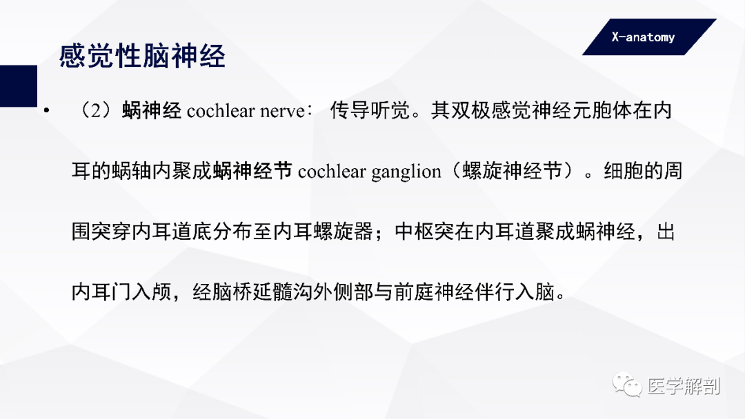 影像PPT - 【PPT】颅神经解剖-17