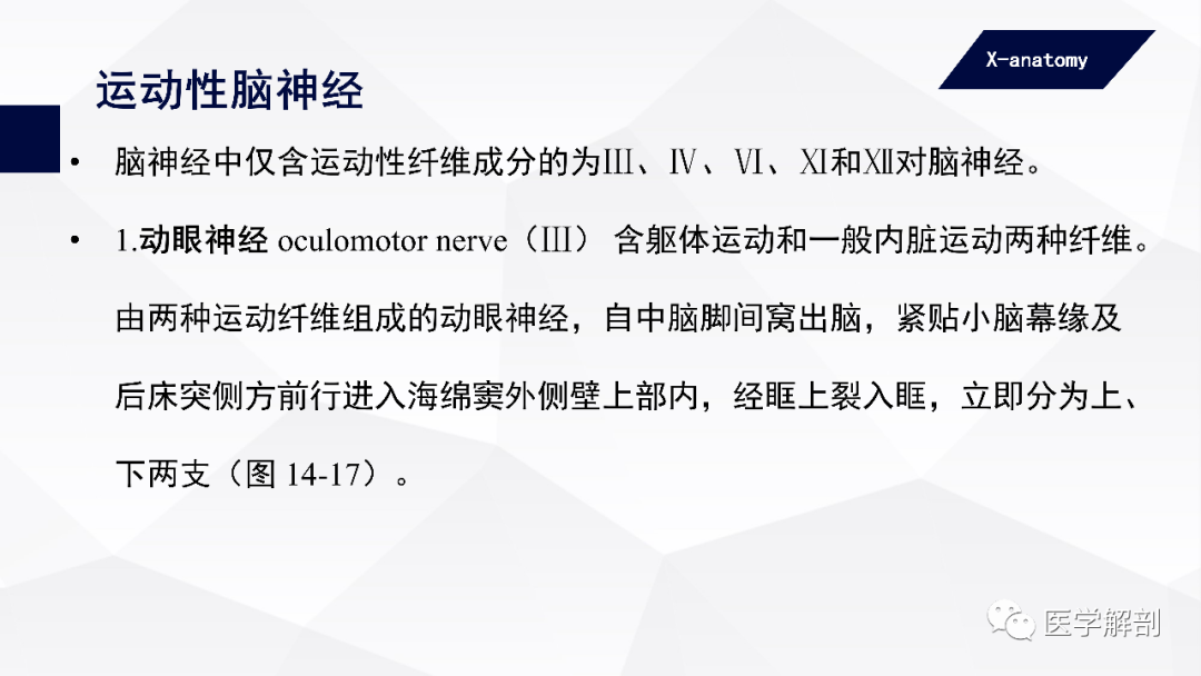 影像PPT - 【PPT】颅神经解剖-18
