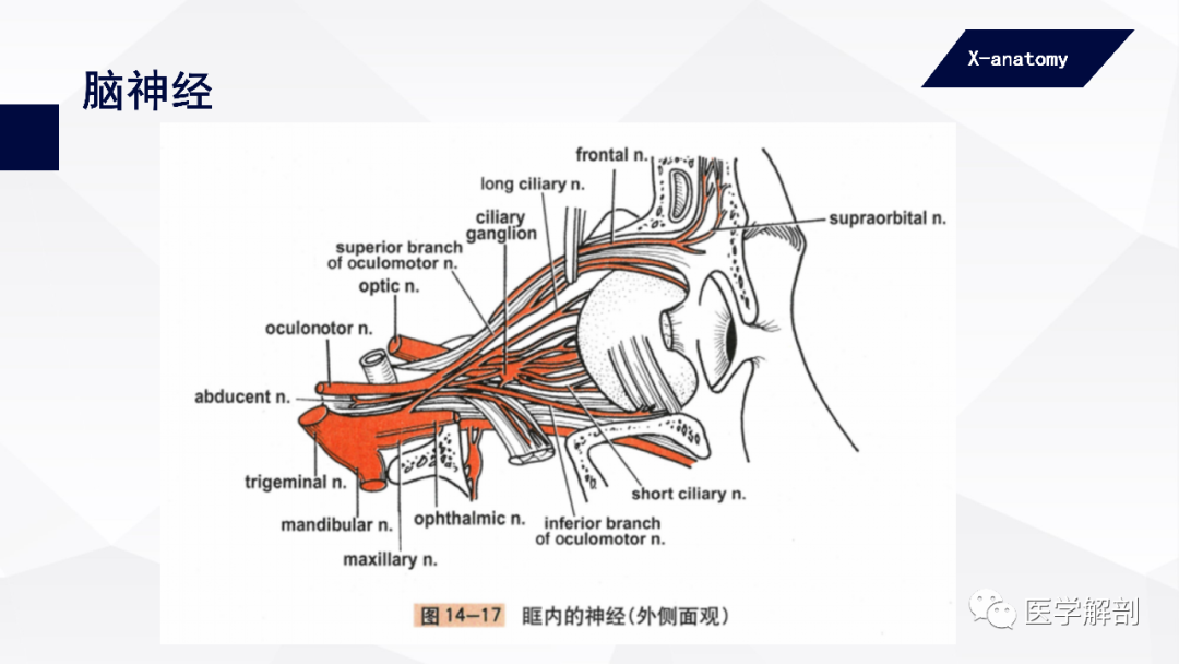 影像PPT - 【PPT】颅神经解剖-20