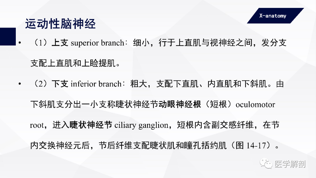 影像PPT - 【PPT】颅神经解剖-21