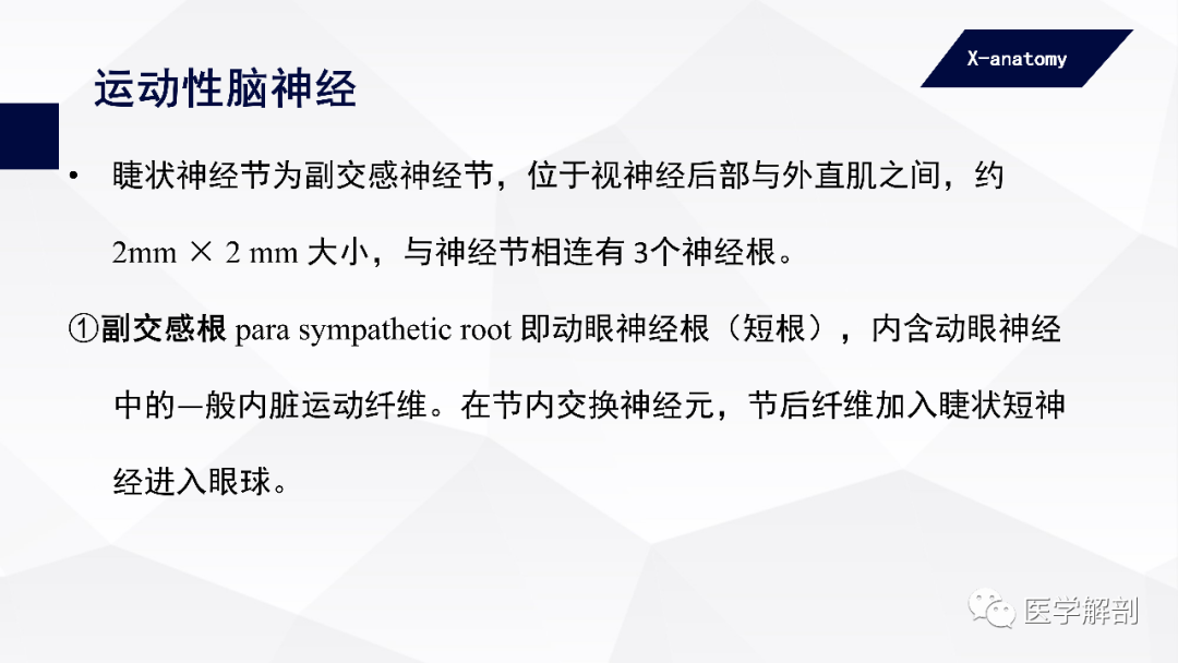 影像PPT - 【PPT】颅神经解剖-22
