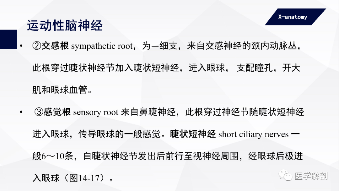 影像PPT - 【PPT】颅神经解剖-23