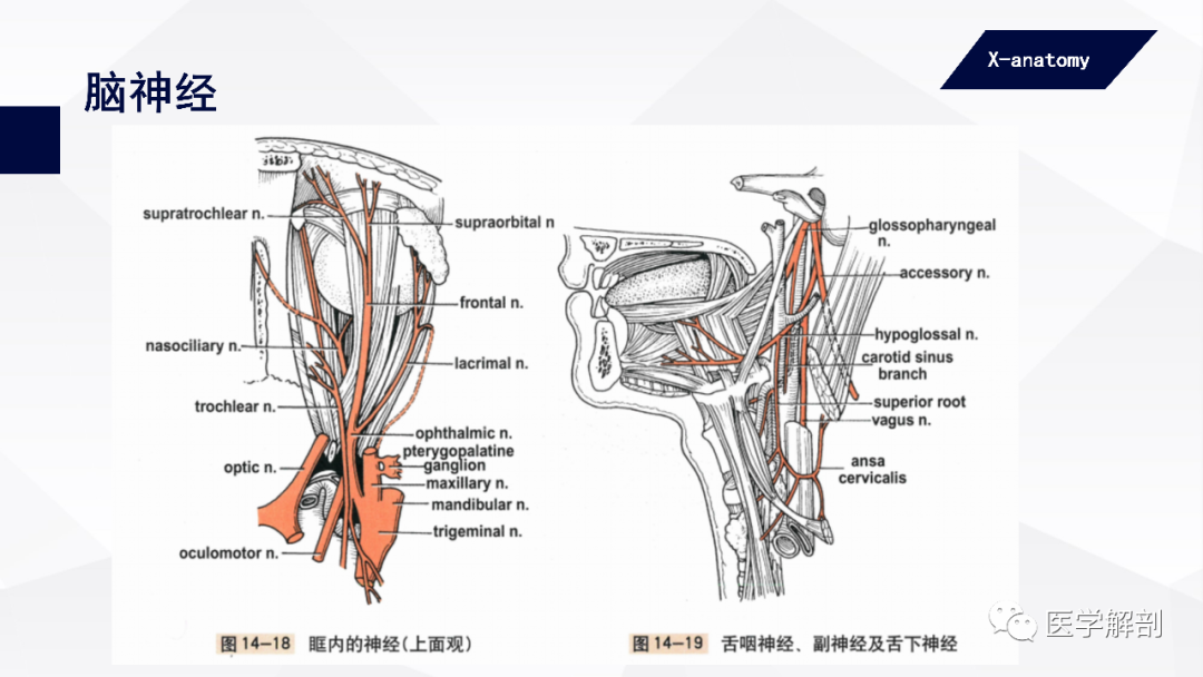 影像PPT - 【PPT】颅神经解剖-25