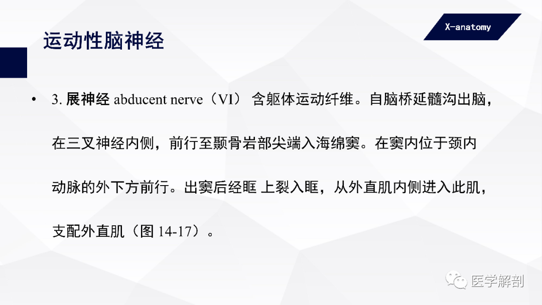 影像PPT - 【PPT】颅神经解剖-26