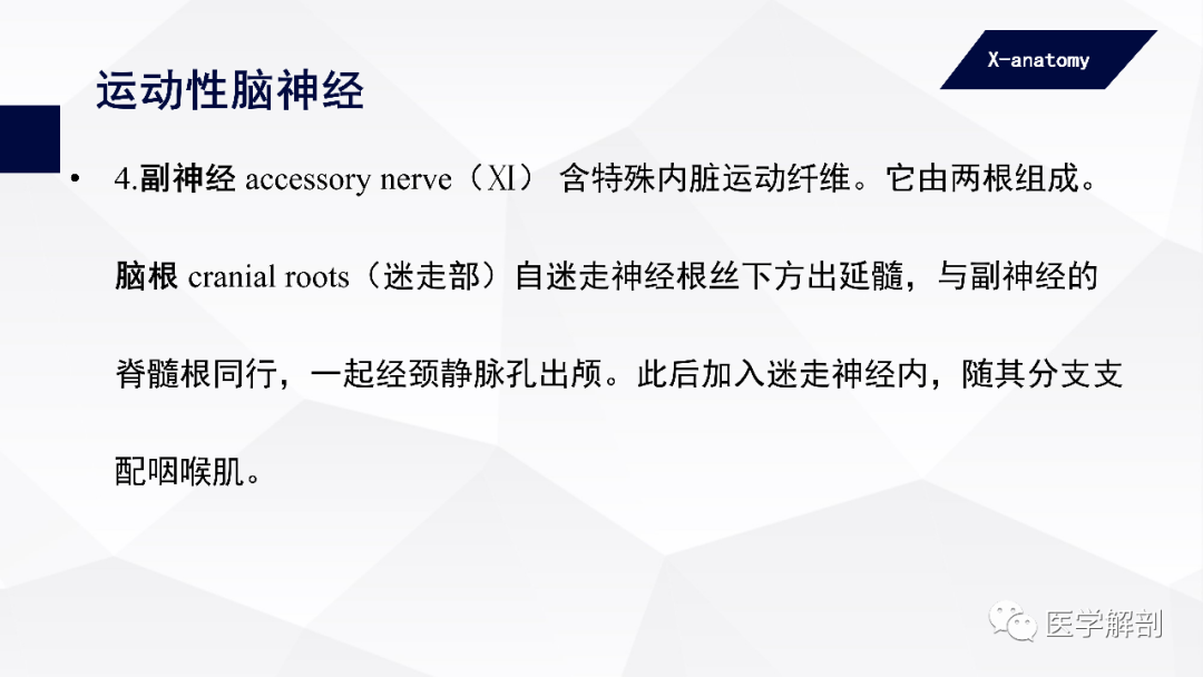 影像PPT - 【PPT】颅神经解剖-27