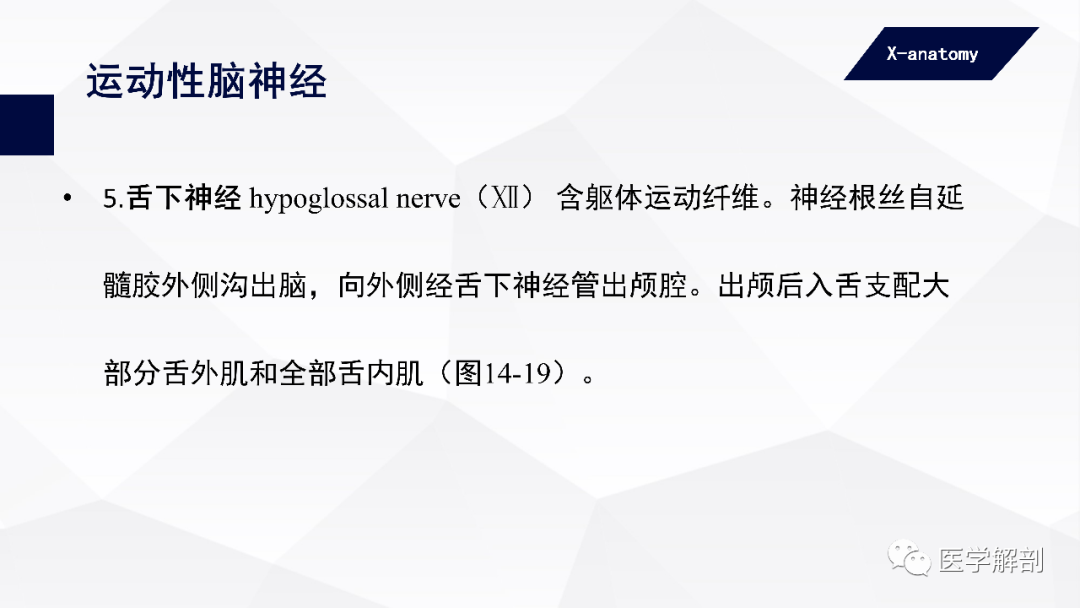 影像PPT - 【PPT】颅神经解剖-30