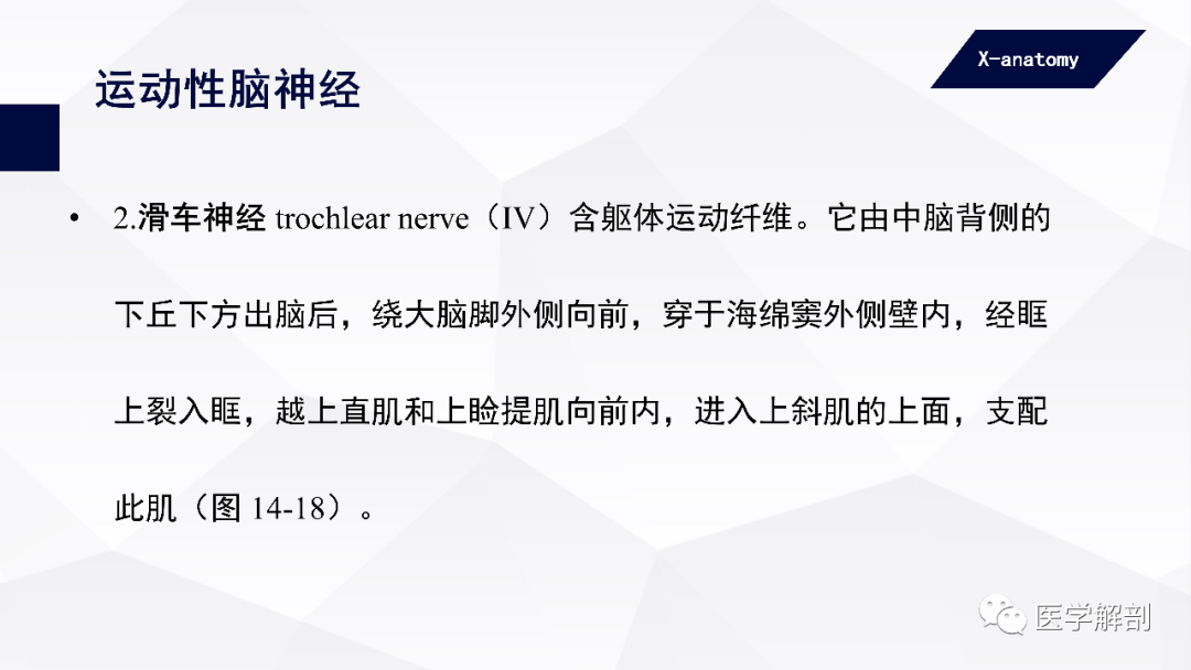 影像PPT - 【PPT】颅神经解剖-24