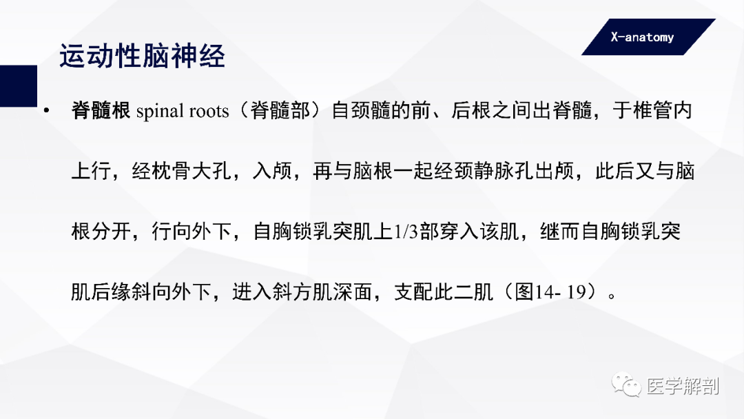 影像PPT - 【PPT】颅神经解剖-29