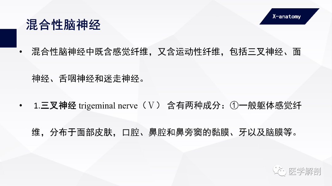 影像PPT - 【PPT】颅神经解剖-32