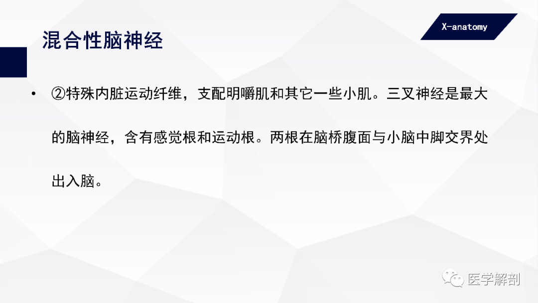 影像PPT - 【PPT】颅神经解剖-33