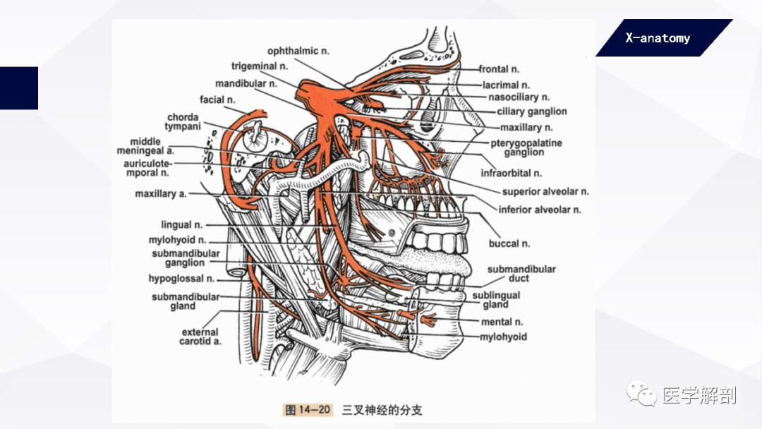 影像PPT - 【PPT】颅神经解剖-35