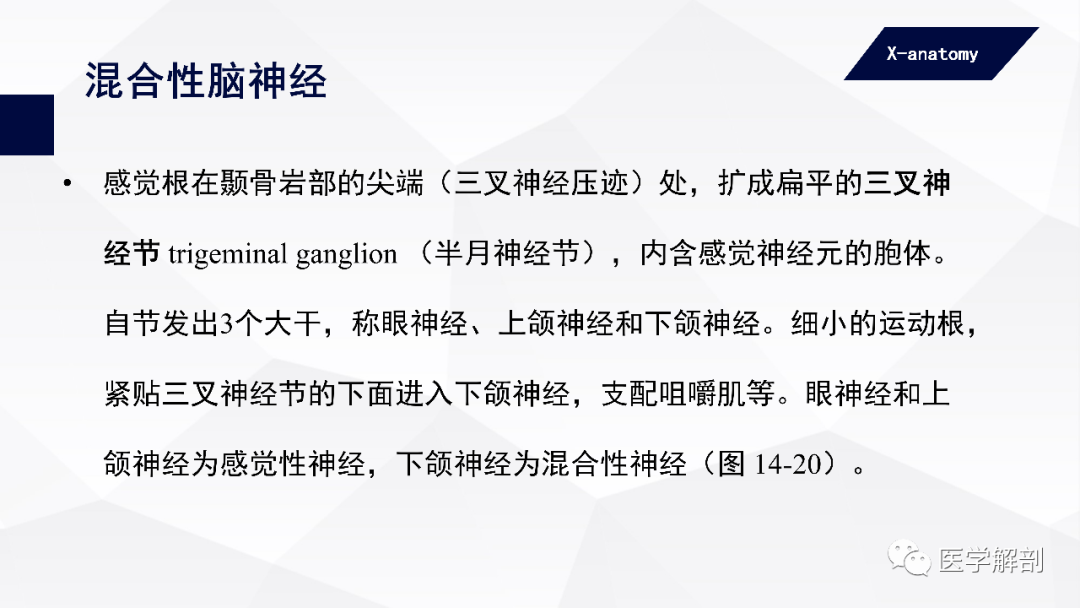 影像PPT - 【PPT】颅神经解剖-34