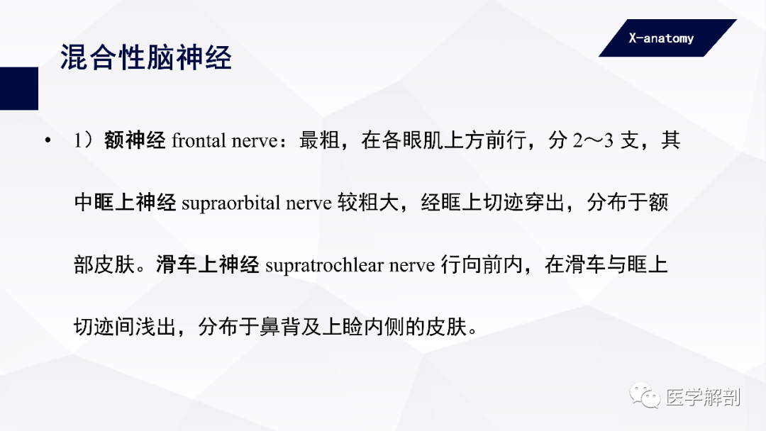 影像PPT - 【PPT】颅神经解剖-38