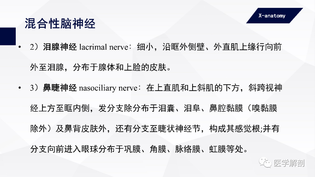 影像PPT - 【PPT】颅神经解剖-39