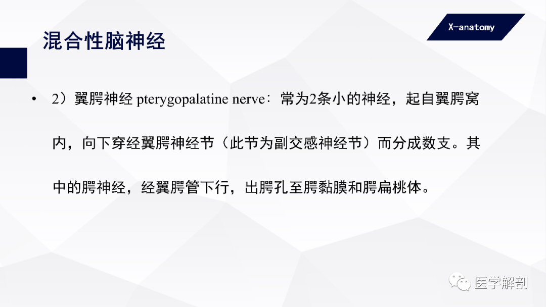 影像PPT - 【PPT】颅神经解剖-42